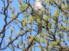 Mimus saturninus