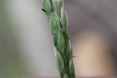Digitaria henryi