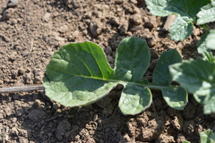Brassica napus