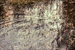 Ornithorhynchus anatinus