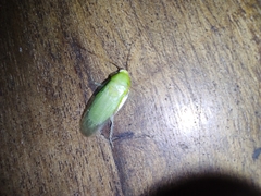 Panchlora