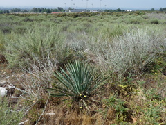 Hesperoyucca whipplei