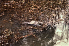 Ornithorhynchus anatinus