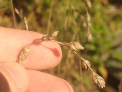 Schoenoplectus acutus