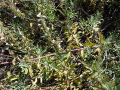 Salvia apiana × mellifera