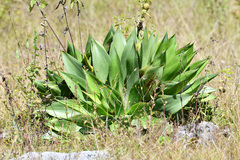 Agave mitis