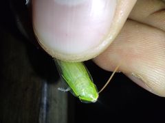 Panchlora