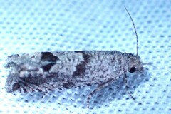 Pelochrista consobrinana