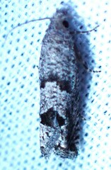 Pelochrista consobrinana