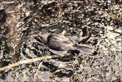 Ornithorhynchus anatinus