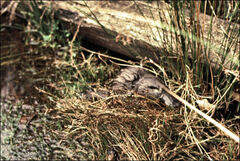 Ornithorhynchus anatinus