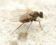 Medeterinae