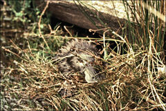 Ornithorhynchus anatinus