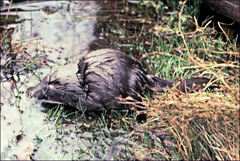 Ornithorhynchus anatinus