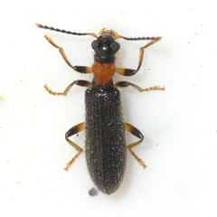 Cymatodera bicolor