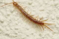 Lithobius melanops
