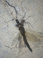 Forsteropsalis