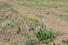 Cichorium intybus