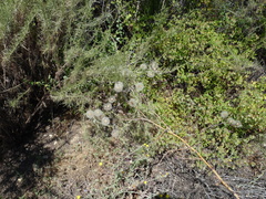 Rafinesquia californica