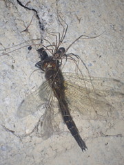 Forsteropsalis
