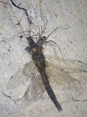 Forsteropsalis