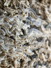 Galeolaria caespitosa