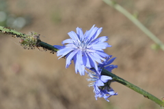 Cichorium intybus