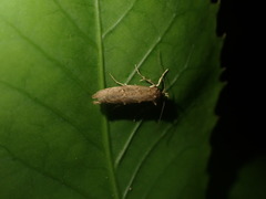 Atomotricha