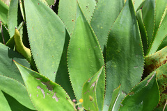 Agave mitis