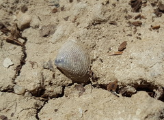 Corbicula fluminea