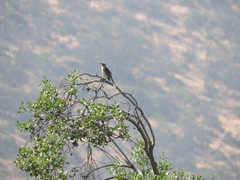 Mimus thenca