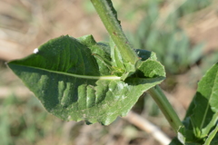 Cichorium intybus