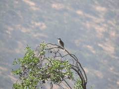 Mimus thenca