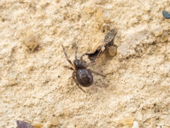 Steatoda castanea