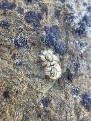 Chthamalus antennatus