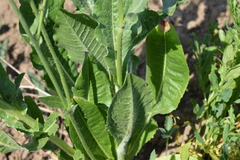 Cichorium intybus