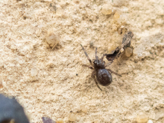 Steatoda castanea