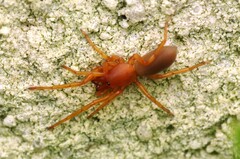Dysdera