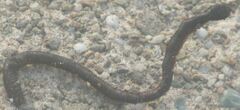 Annelida