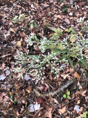 Eupatorium semiserratum