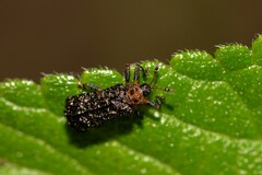 Octotoma scabripennis