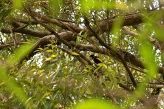 Sericulus chrysocephalus