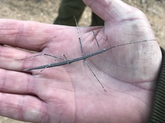 Parabacillus hesperus