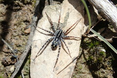 Nyssus coloripes