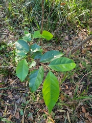 Glochidion ferdinandi