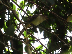 Elaenia