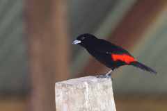 Ramphocelus passerinii