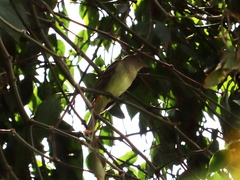 Elaenia