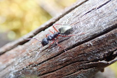 Dolichoderus scabridus