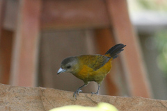 Ramphocelus passerinii